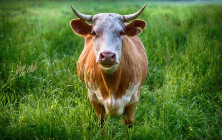 Beef